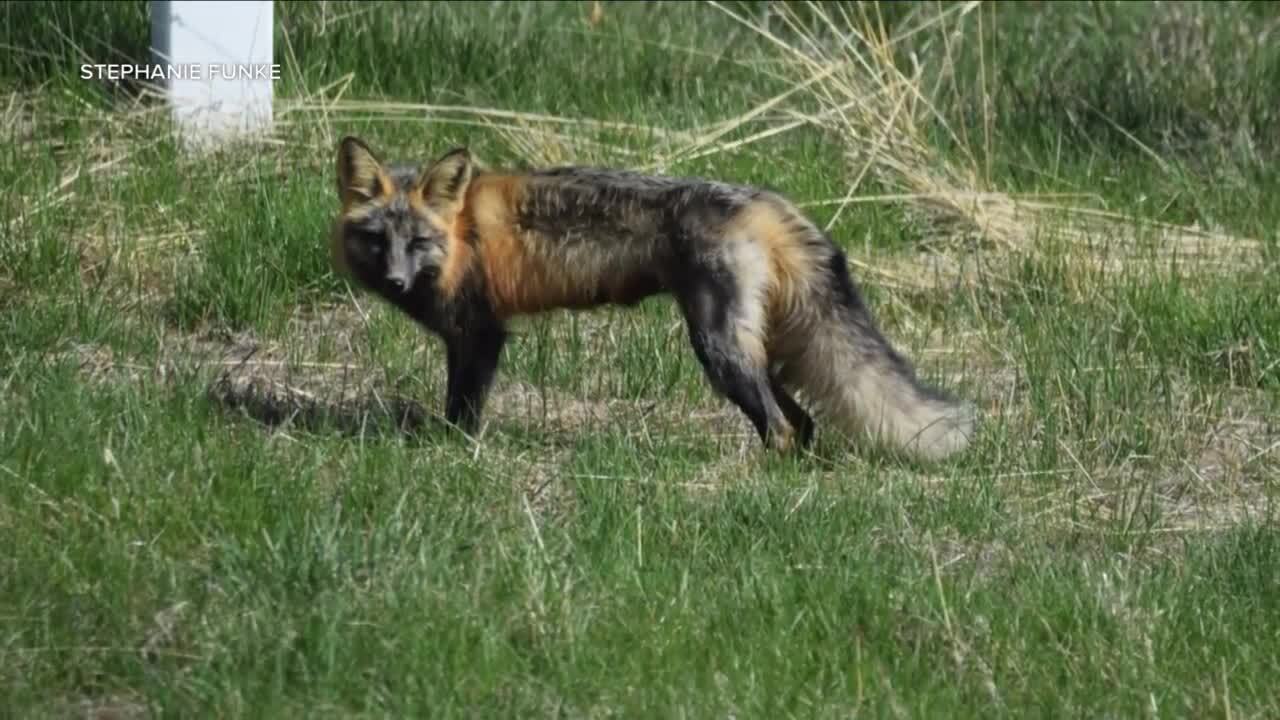 Fox