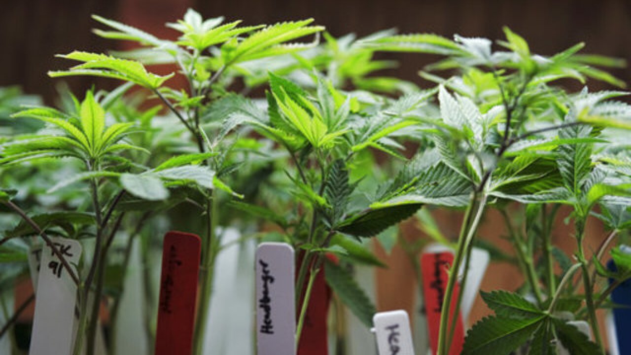 california marijuana plant