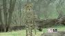 ZOOSDAY: Cheetahs