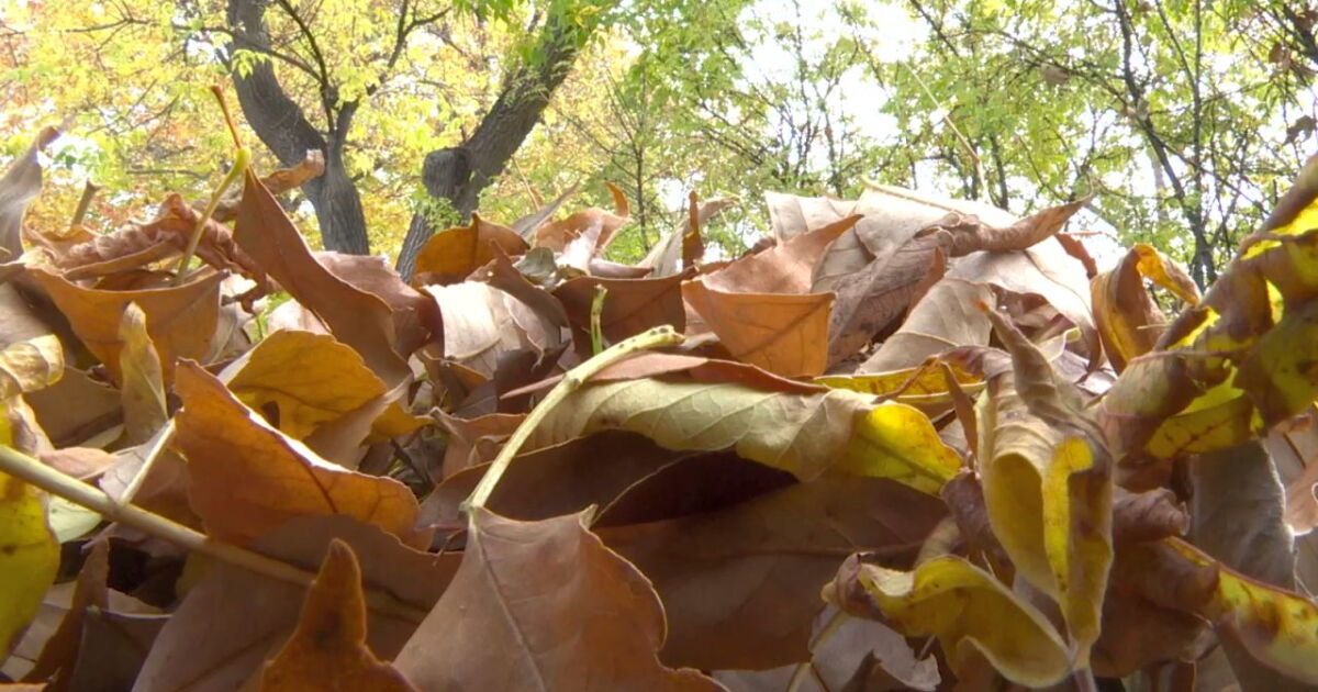 Leaf disposal in Helena - Vimarsana News
