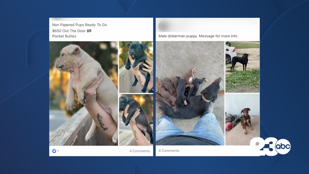 Social Media Posts Advertising Dogs for Sale
