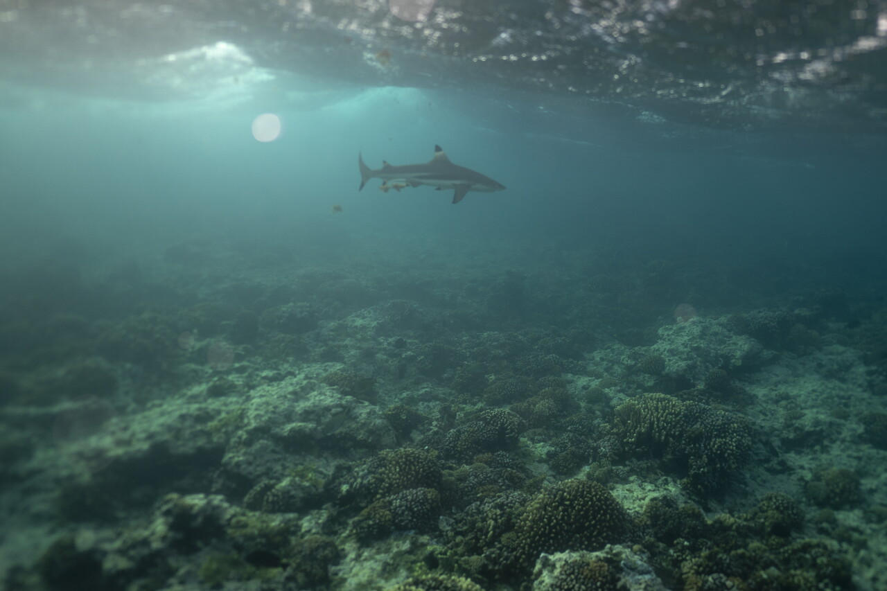 Olympics Tahiti Surfing Environment