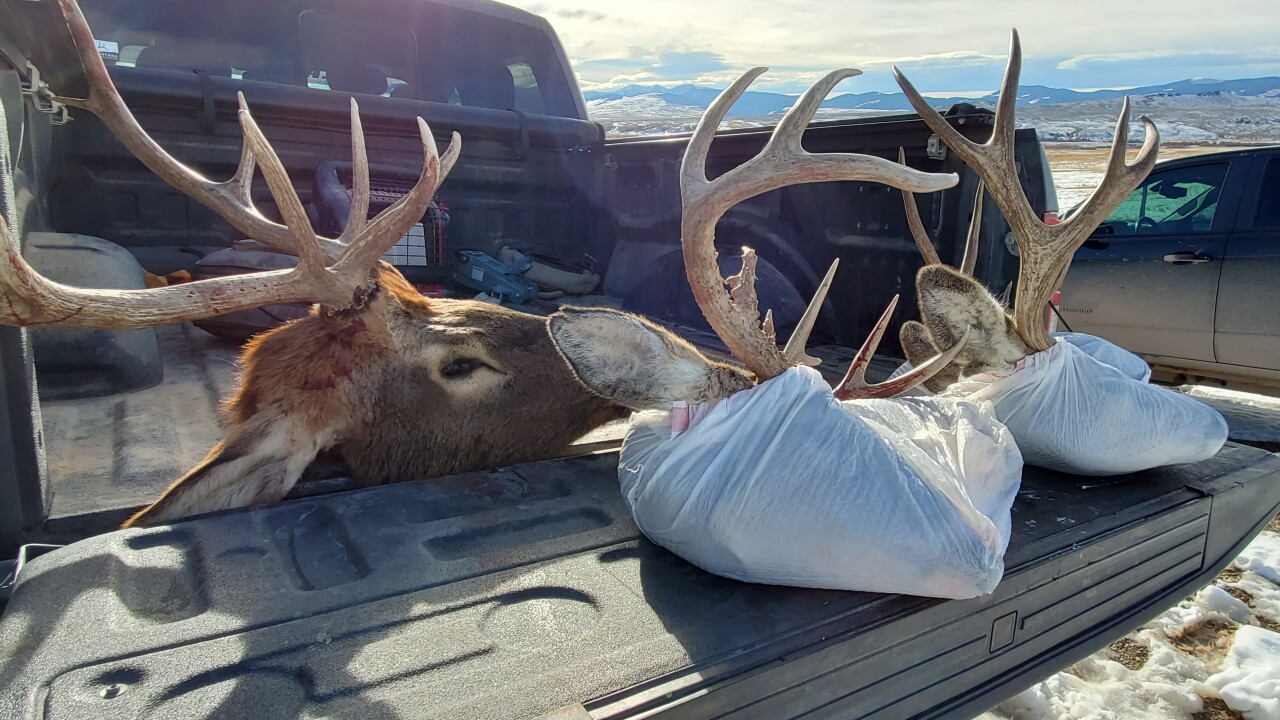 Local hunters react to elk herd shootout in White Sulphur Springs