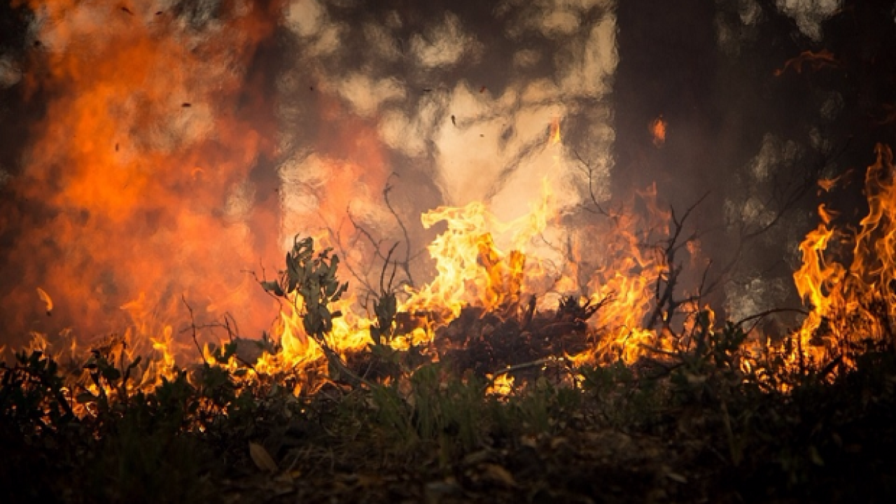 Wildfire