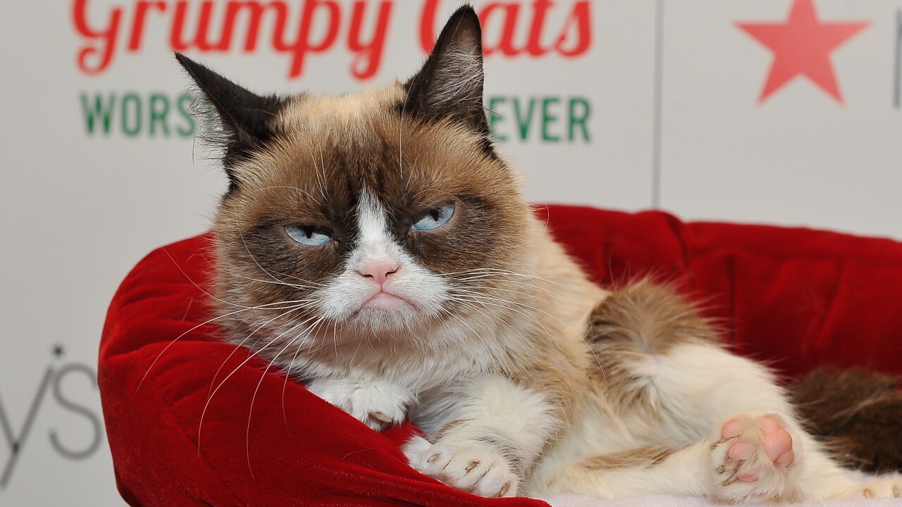 Social Media Star Grumpy Cat Dies At Age 7