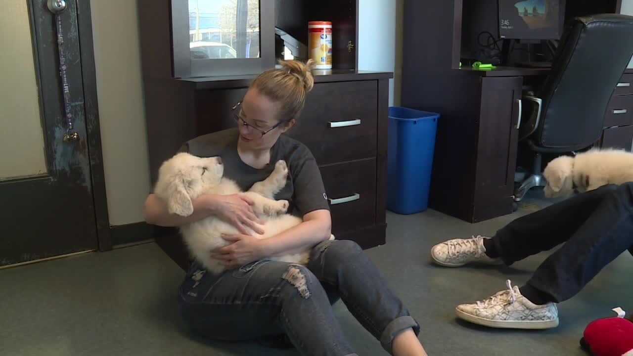 Puppy snuggle sessions at Richmond Animal Care and Control