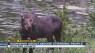 New video of moose in Boulder County