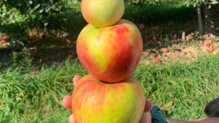 Apples