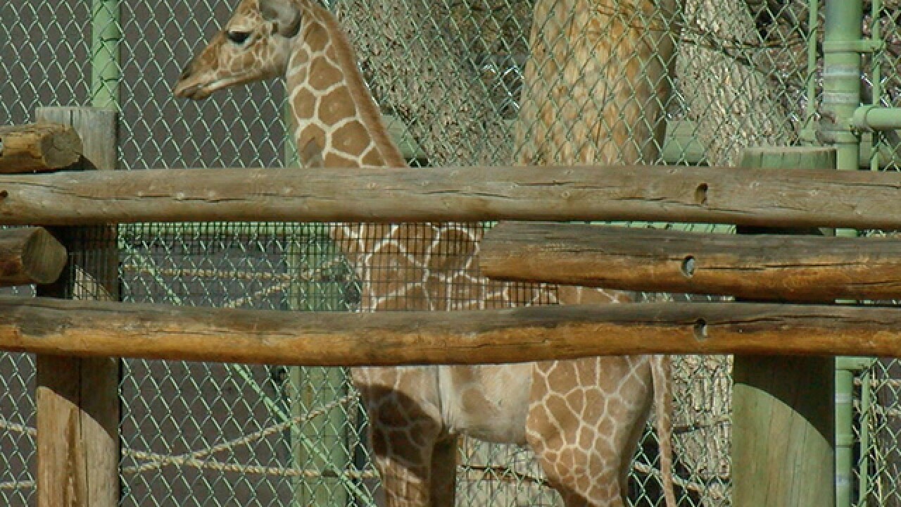 GALLERY: Dobby the giraffe's first year