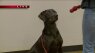Big Budah at Cool School of the Week - K9 Lifeline