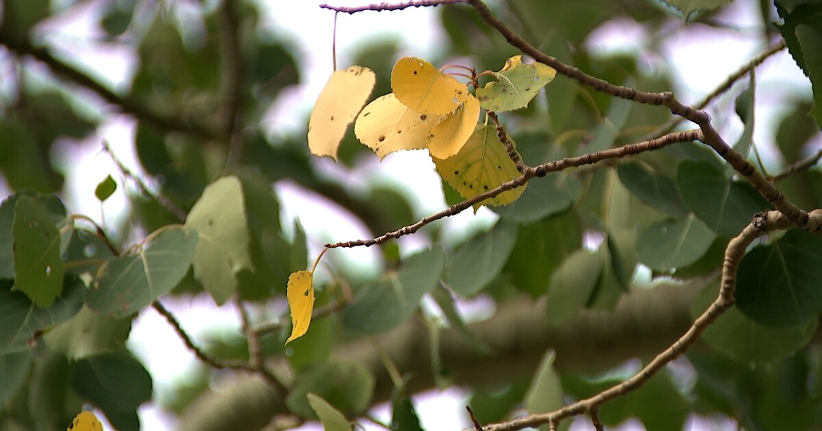 Are aspens actually changing color early? The answer is not so simple