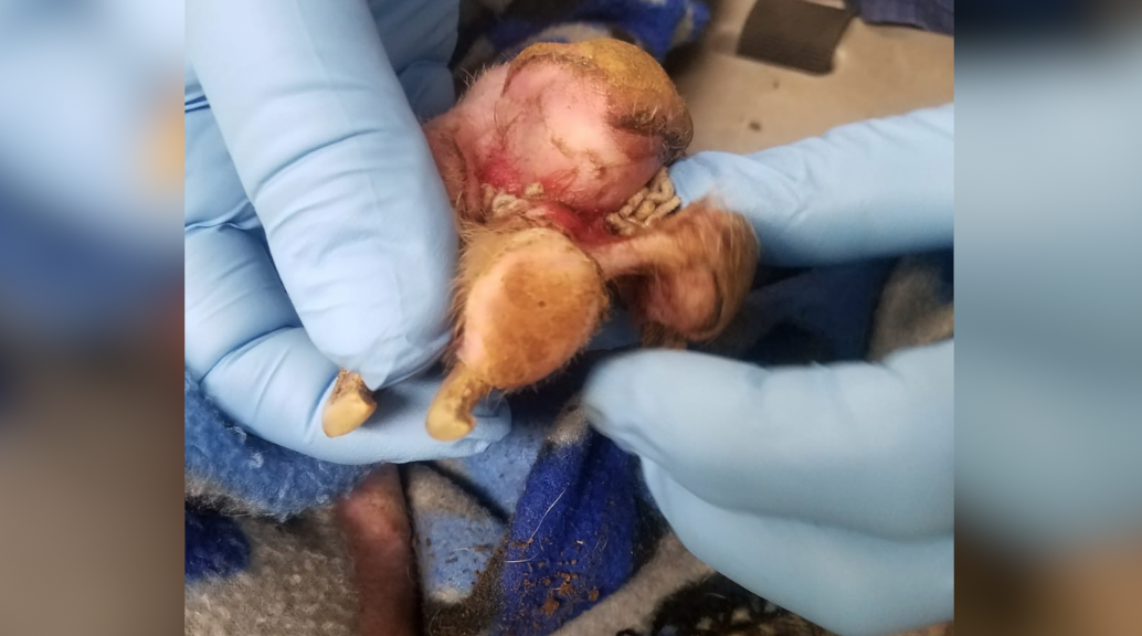 Butch maggots in paw