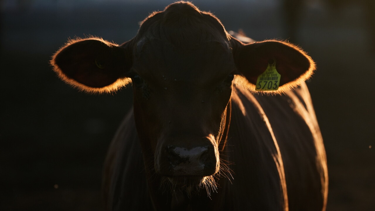 Mexico US Cattle Exports