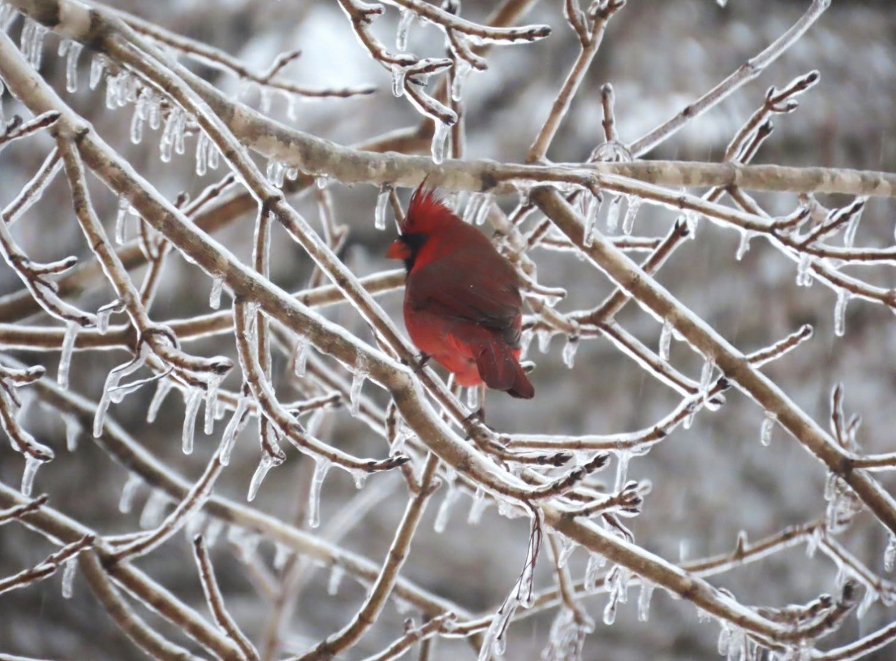 Mug Shot of the Week: Katrina Botner-Emerson