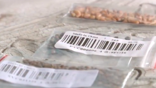 Mysterious seeds sent from China to U.S. mailboxes