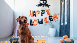 A,Golden,Retriever,Dog,Sits,Against,The,Backdrop,Of,Halloween
