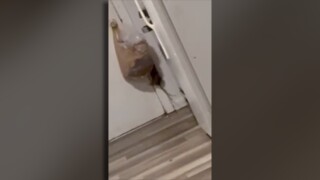 Rodent falling from bag