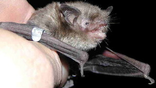 File photo of bat