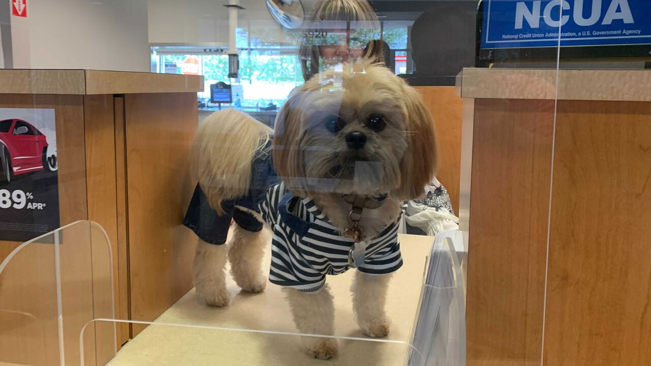 Pasco-bank-dog-1-WFTS-BOYD-PKG.jpg