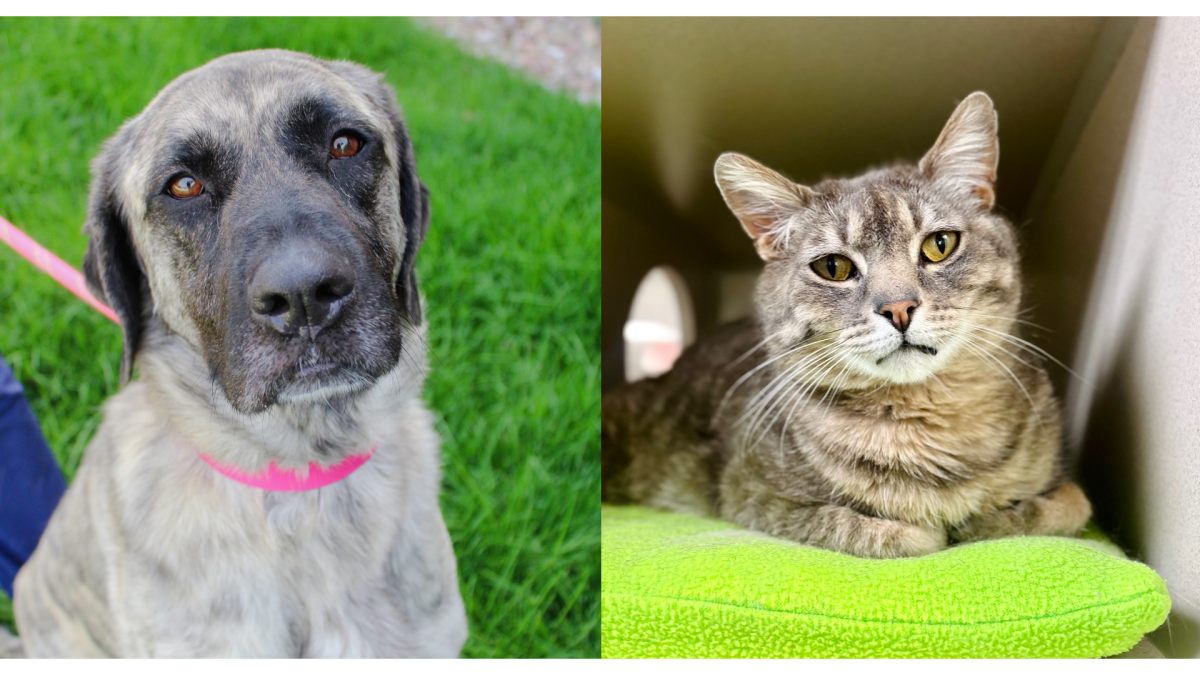 Pets Of The Week: Xena and Wally