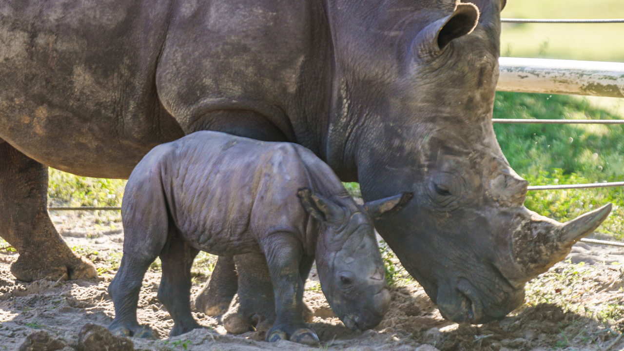 rhino with mom.png