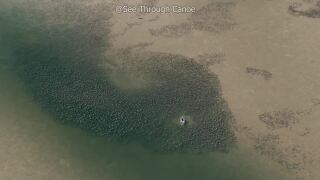 VIDEO: Massive gathering of Cownose rays in Tampa Bay