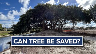 Delray Beach banyan tree 