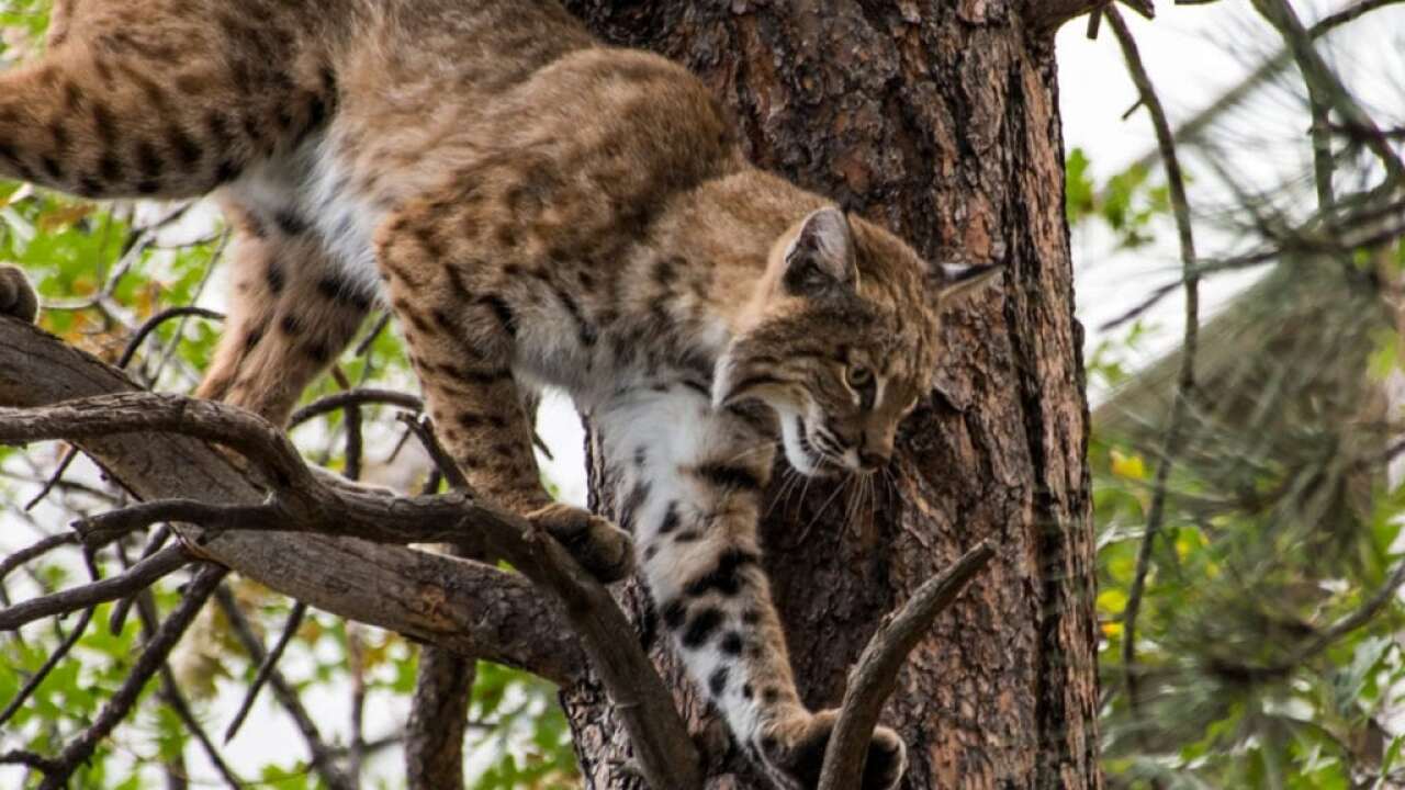 Colorado Biologist Gets Probation For Selling Bobcat Pelts