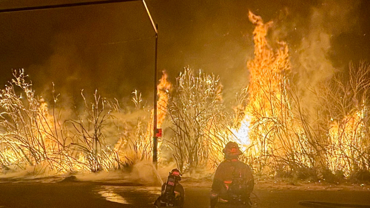 TFD TREE FIRE 