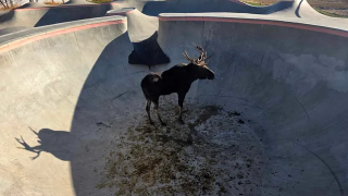 moose in bowl.png