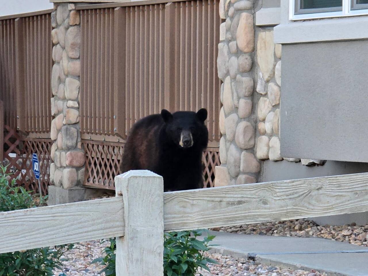 Broomfield bear