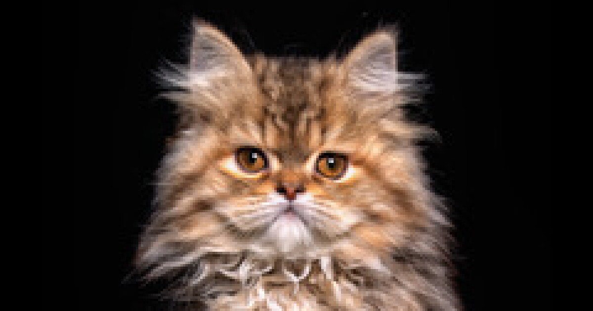 Sip Purr Cat Cafe Sells Out For Egyptian Cat Meet And Greet