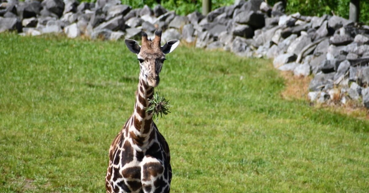 'Tisa,' a 1-year-old giraffe, is leaving the Virginia Zoo - Vimarsana News