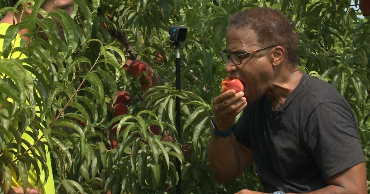 Picking the perfect peach in Pungo; here's how it's done - Vimarsana News