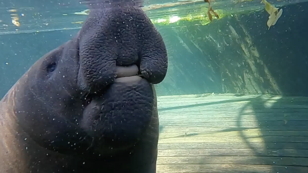 manatee