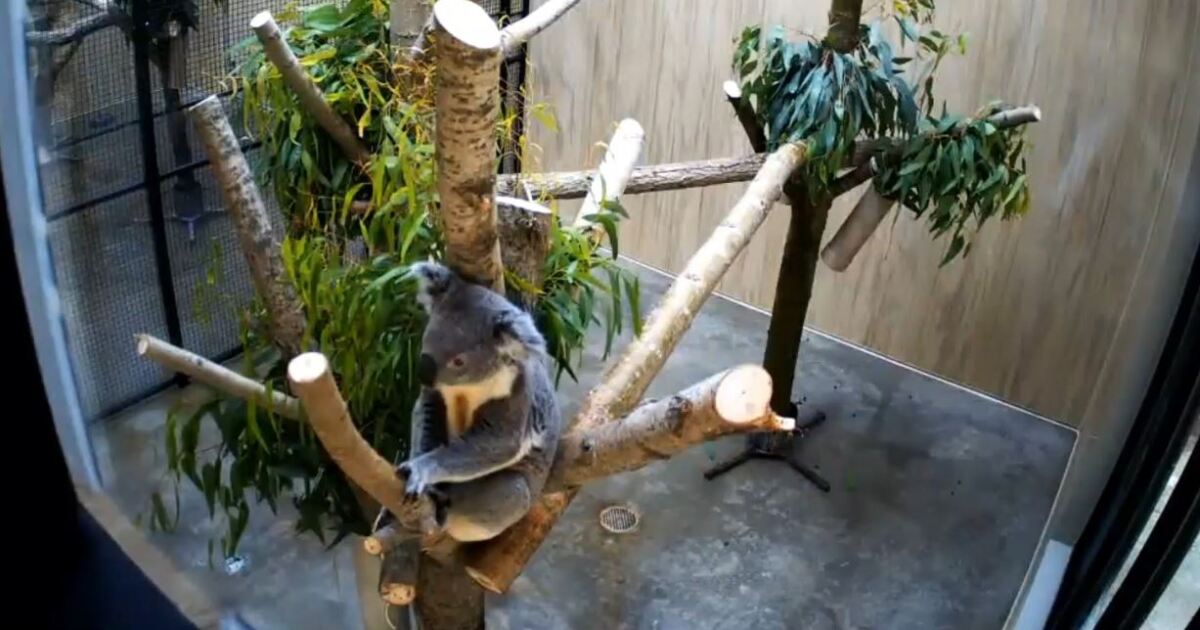 KOALA CAM Watch koalas Noorundi & Iluka live at the John Ball Zoo