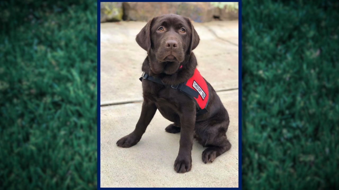 First ever therapy dog to join Indianapolis Metropolitan Police Department
