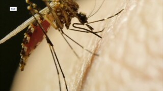 mosquitoes 