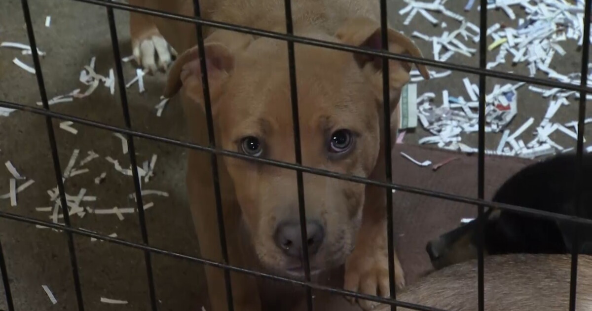 Low temperatures had Montana animal shelter asking for help - Vimarsana News