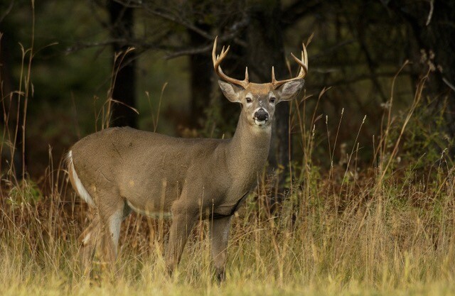 DSK111-25.jpg | Whitetail Deer