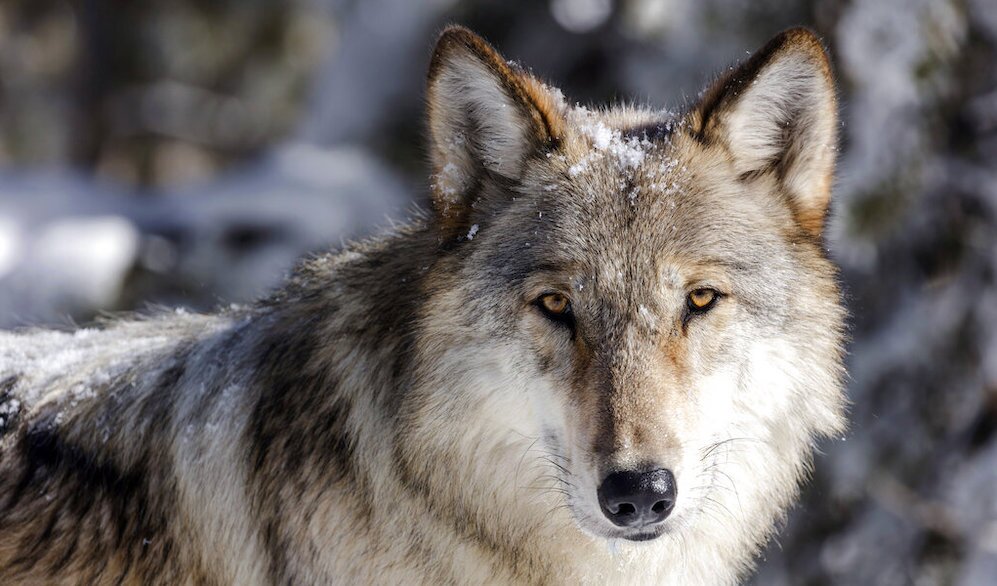 Wolf Population Idaho