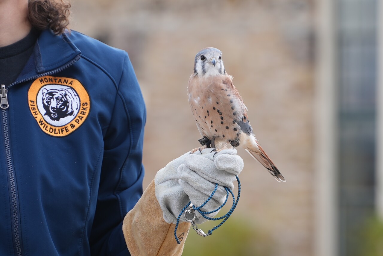 bird