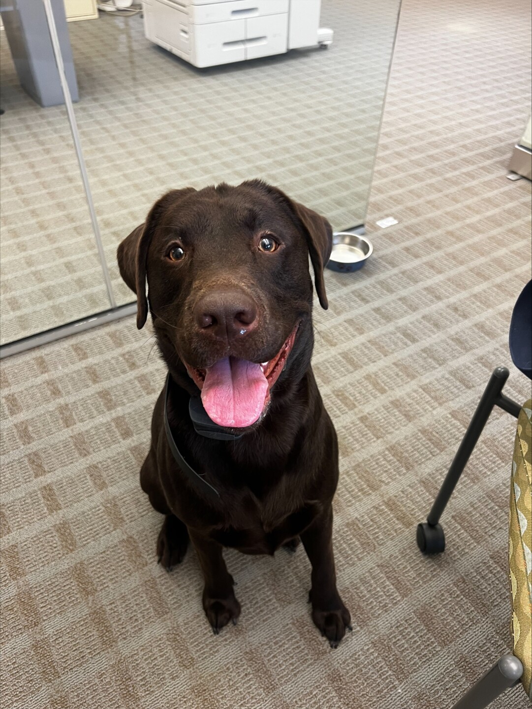 Dog walking forecast