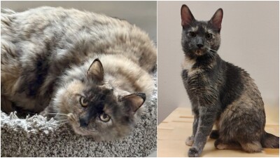 Adoptable Pets Of The Week: Sassy and Kalee