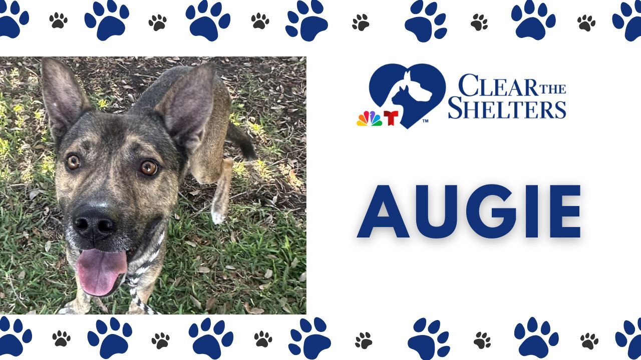 Clear the Shelters: Augie
