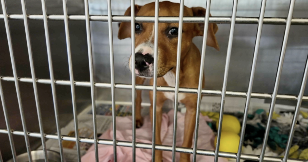 Triple-digit heat pushes overcrowded Palm Beach County animal shelter to the brink