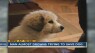 Man nearly dies trying to save drowning dog
