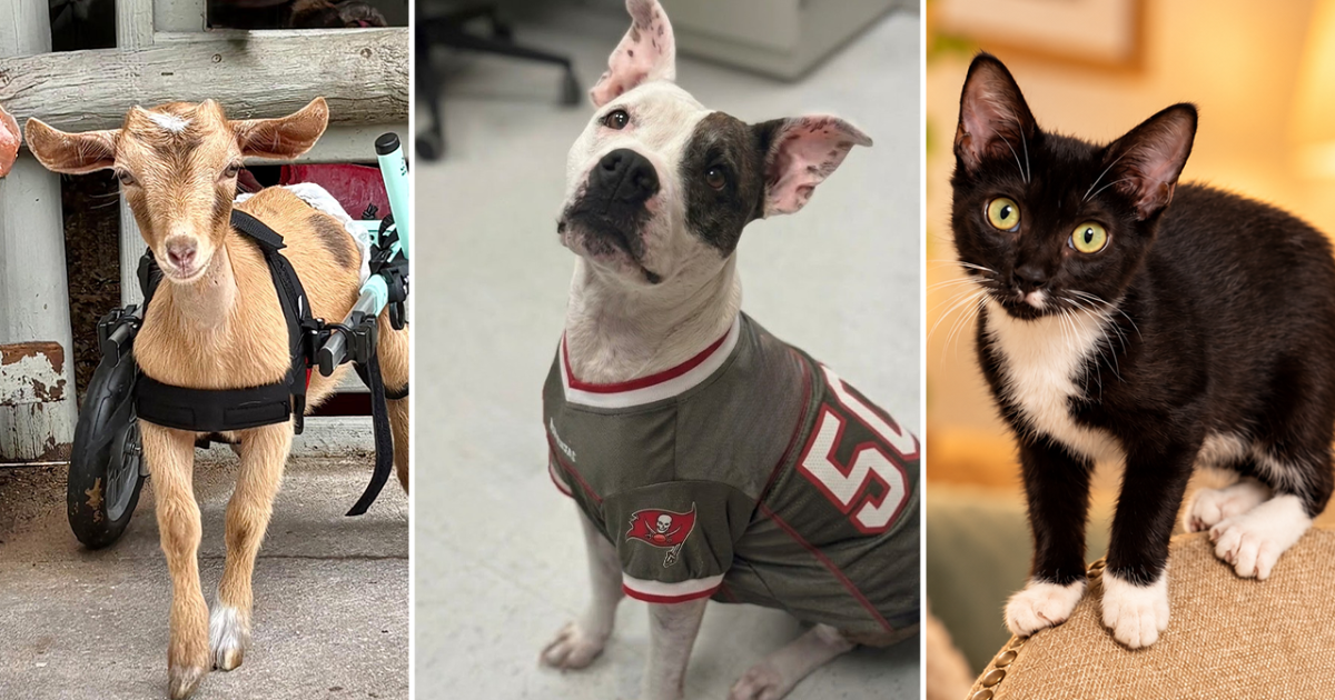 Rescues in action: Sally, Miracle and Mouse, and Vita