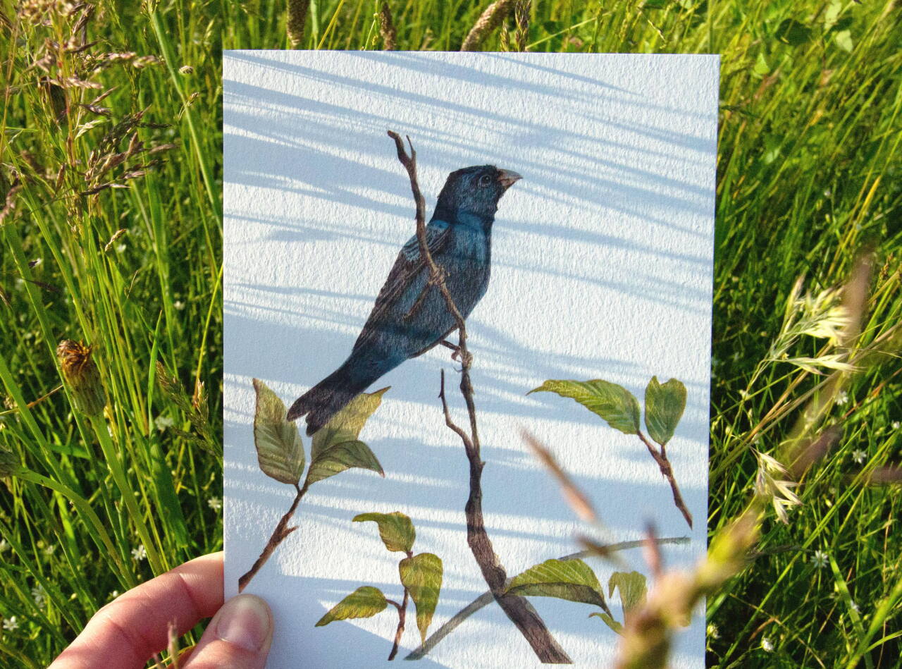 Water Color Finch