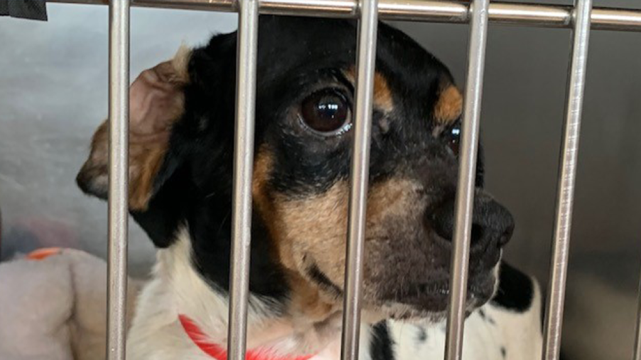 Humane Society of Tampa Bay rescues 21 dogs from hoarding situation